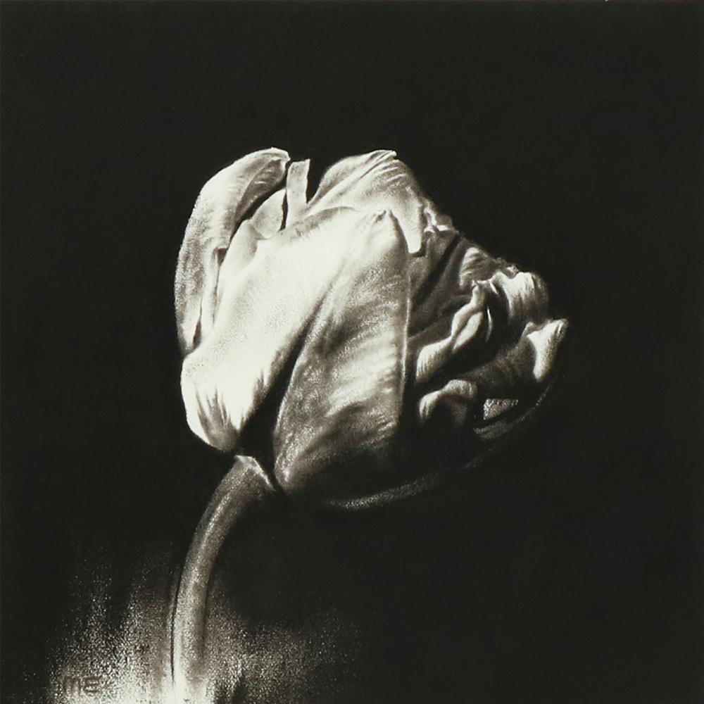Margaret Emsley Charcoal drawing tulip black and white