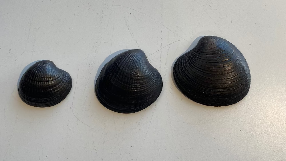 Beach Shells | Jay Lloyd | Hand Cast | Hand Finished Bronze | Turua Gallery