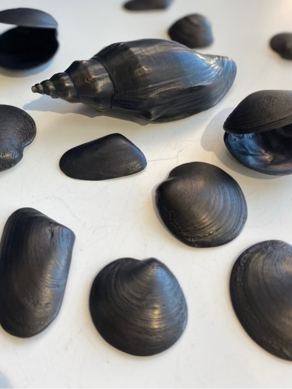 Beach Shells | Jay Lloyd | Hand Cast | Hand Finished Bronze | Turua Gallery