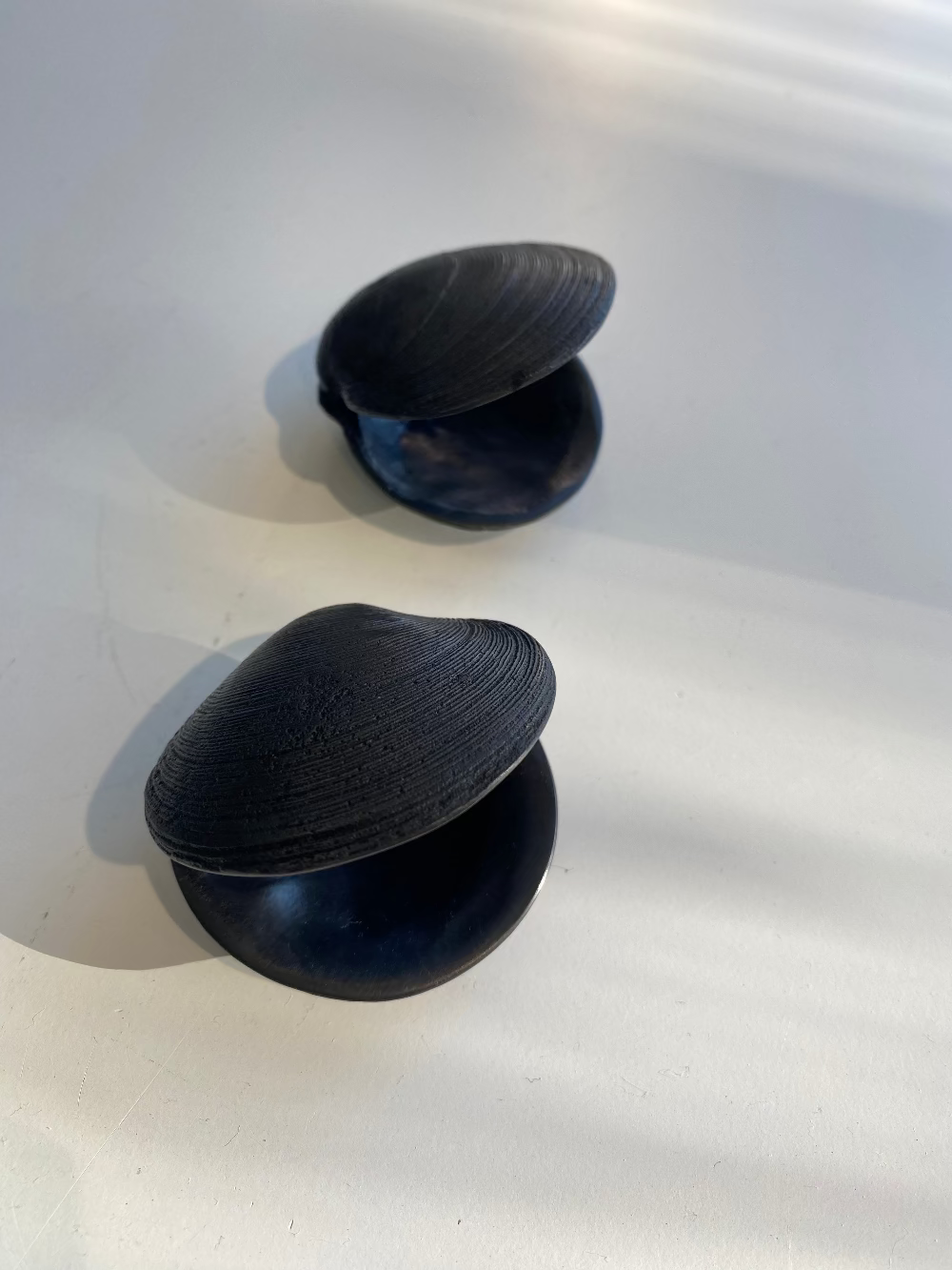 Cockle Shell | Jay Lloyd | Hand Cast | Hand Finished Bronze | Turua Gallery
