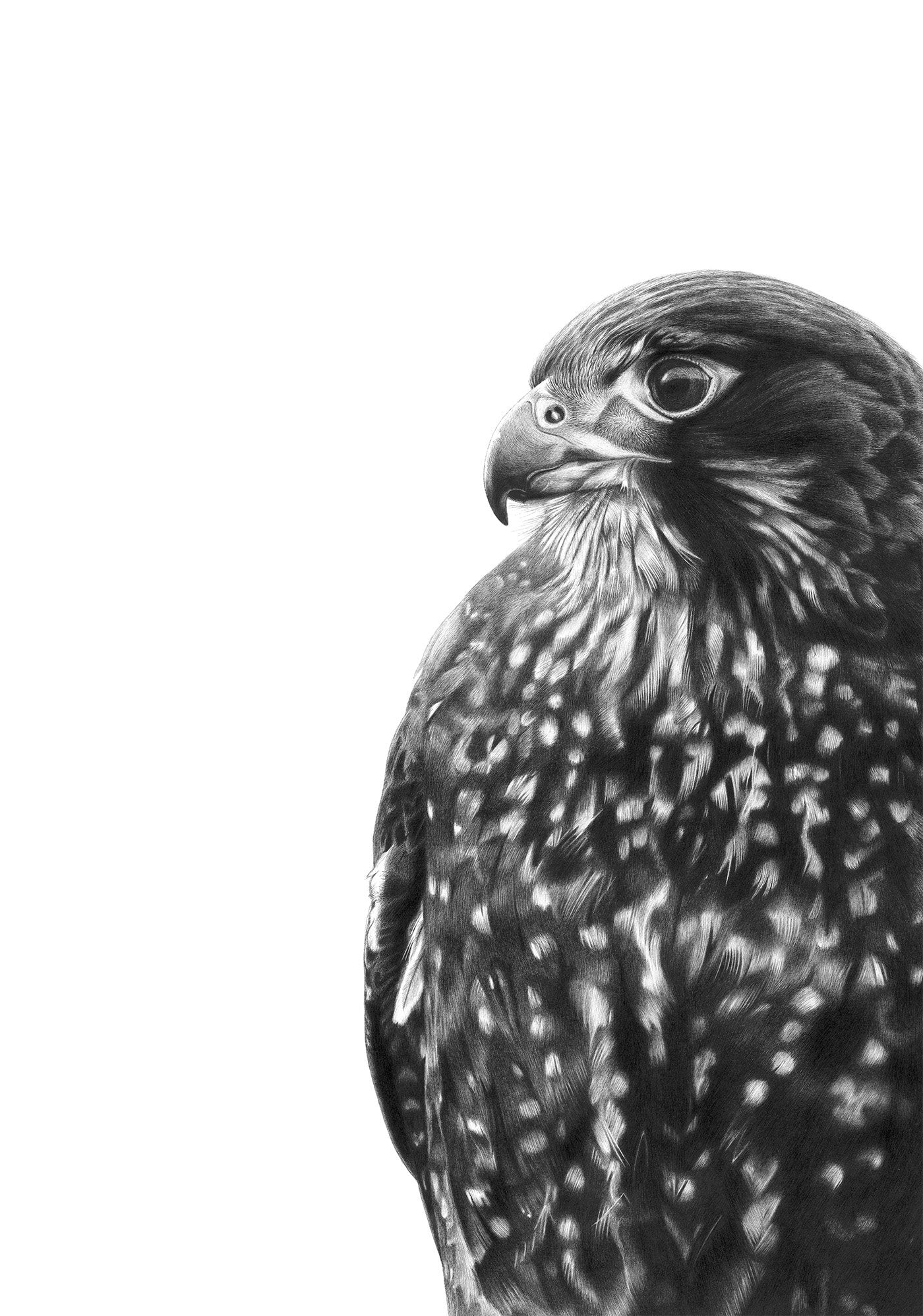 Fearless Falcon  | Hannah Shand | Limited Edition Print 