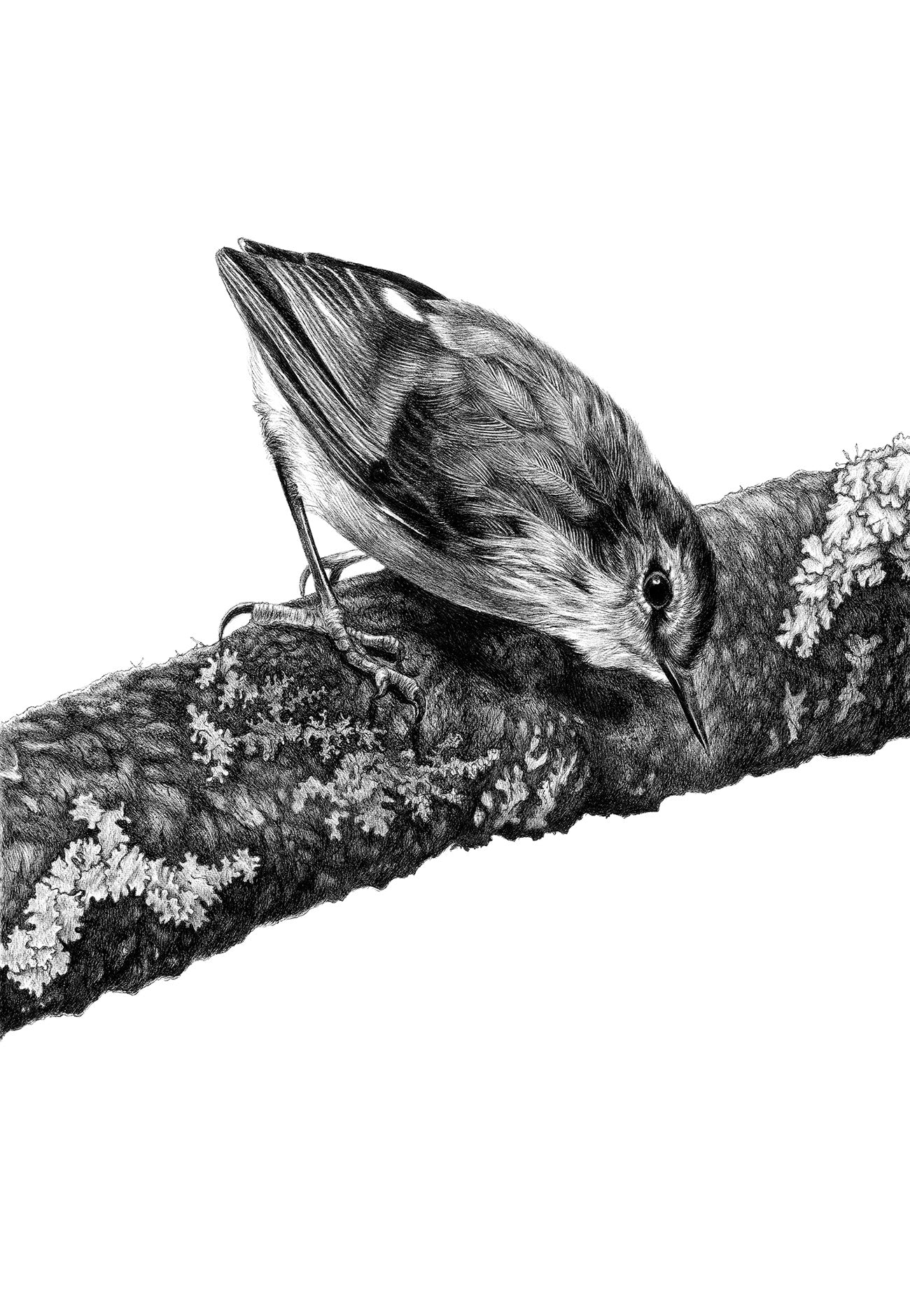 Turua Gallery | Hannah Shand | Tiny Titipounamu | Limited Edition Art Print | 