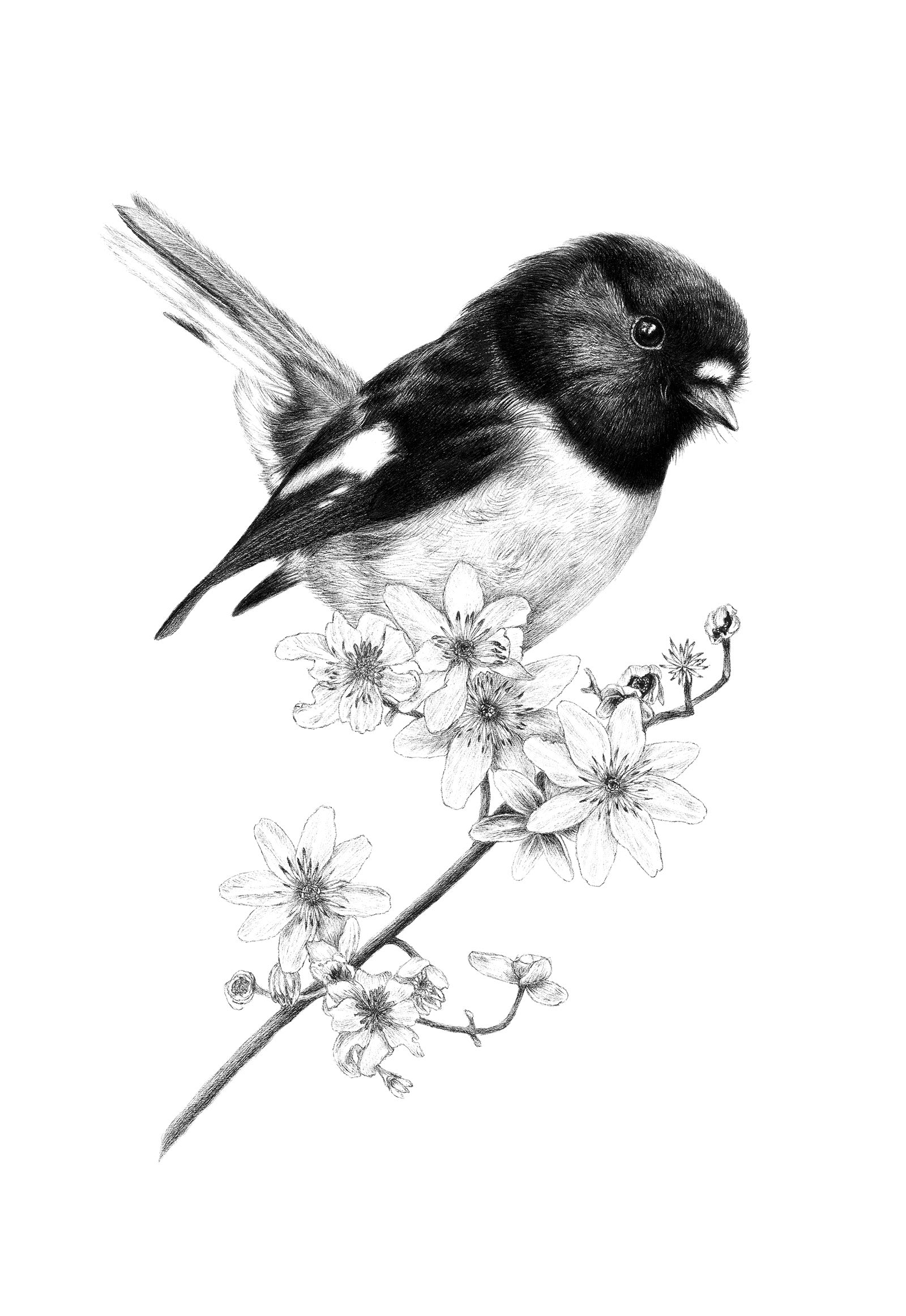 Turua Gallery | Hannah Shand | Talkative Tomtit | Limited Edition Art Print |