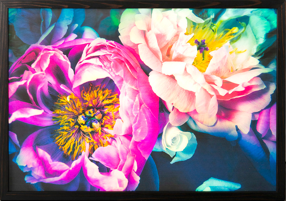 Helen Bankers Masters Peonies Printed digital image on backlit film framed with dark stain cedar frame