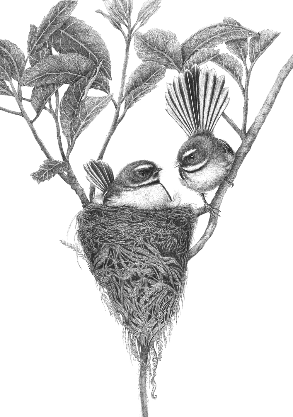 Expecting limited edition print of hand drawing by Hannah Shand