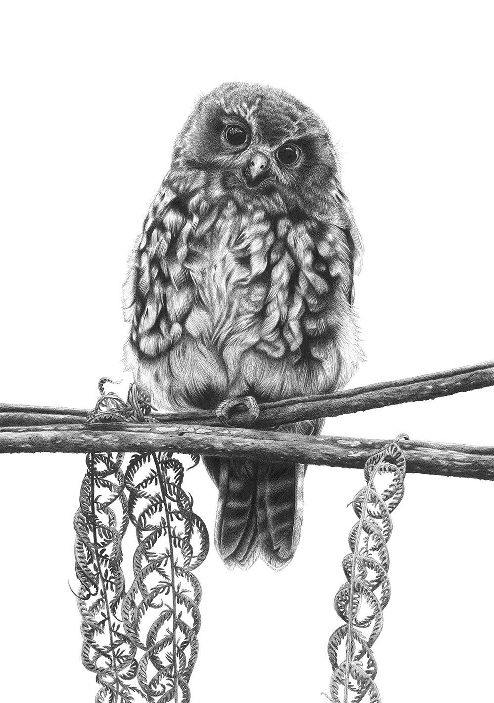Fluffy Fledgling limited edition print of hand drawing by Hannah Shand