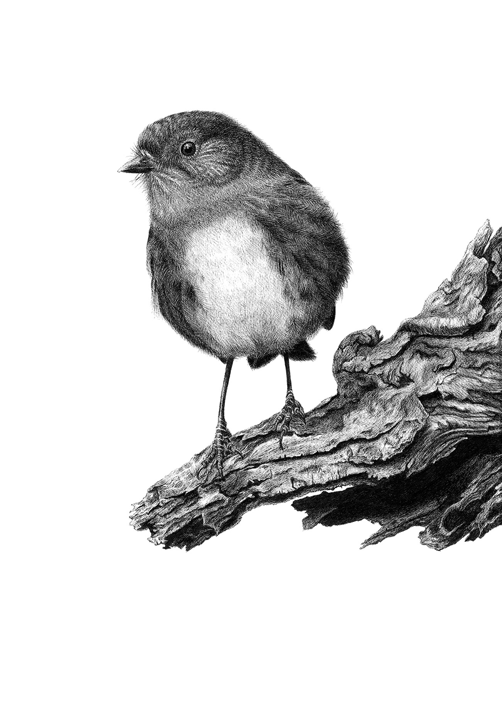 Inquisitive Robin Limited Edition print of hand drawing by Hannah Shand