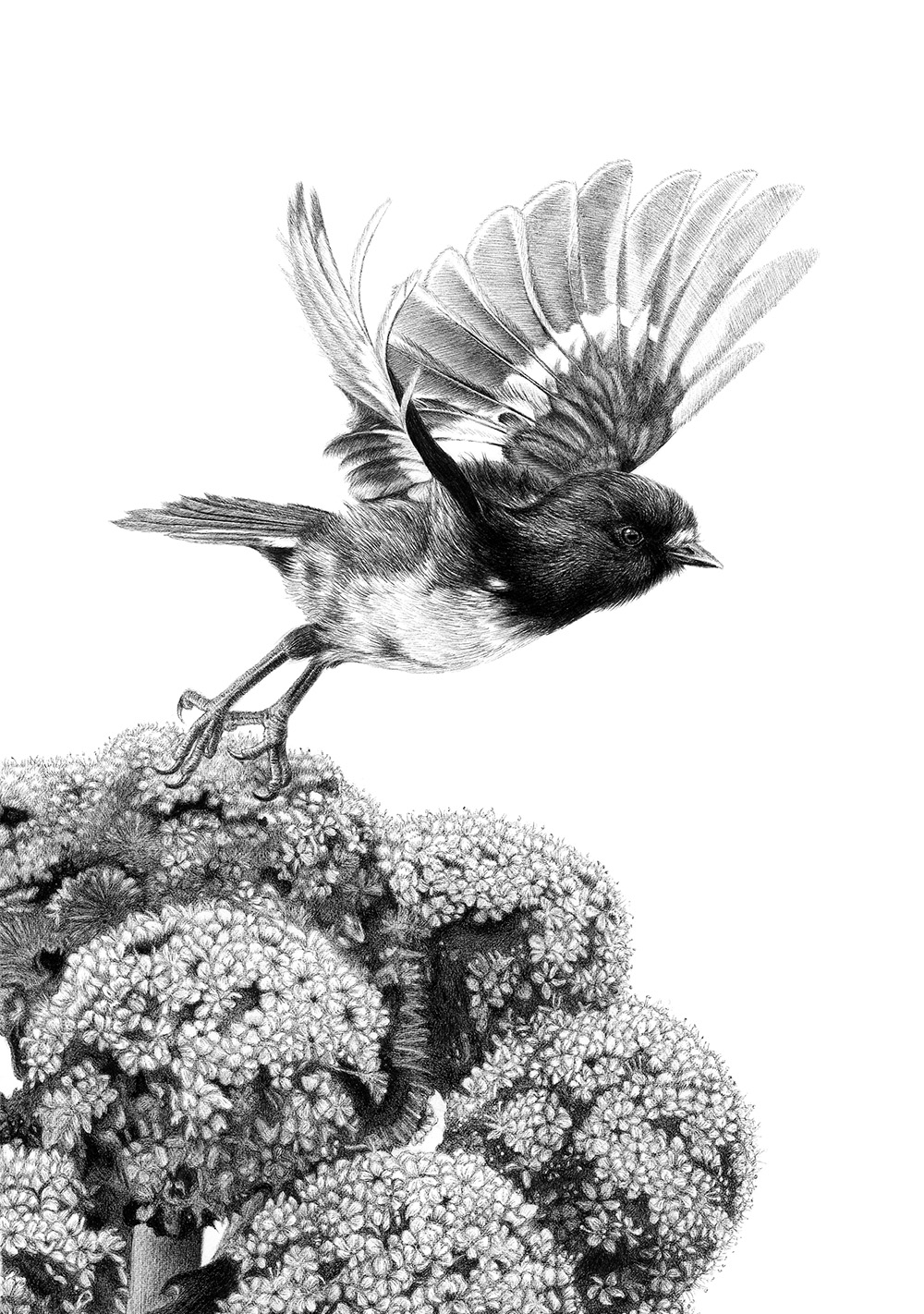 Megaherb Take-off Limited Edition print of hand drawing by Hannah Shand