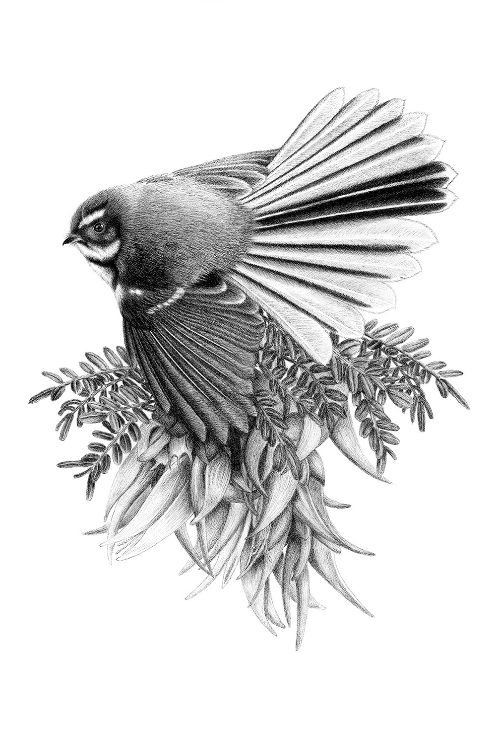 Pretty Perch limited Edition print of hand drawing by Hannah Shand