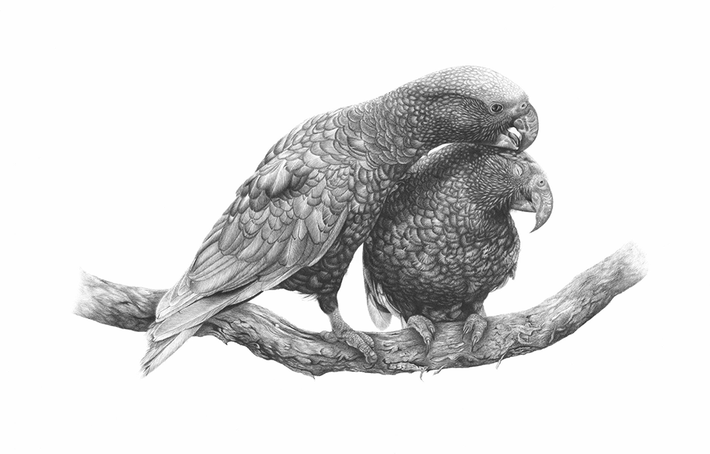 Manaaki Kākā print of hand drawing by Hannah Shand