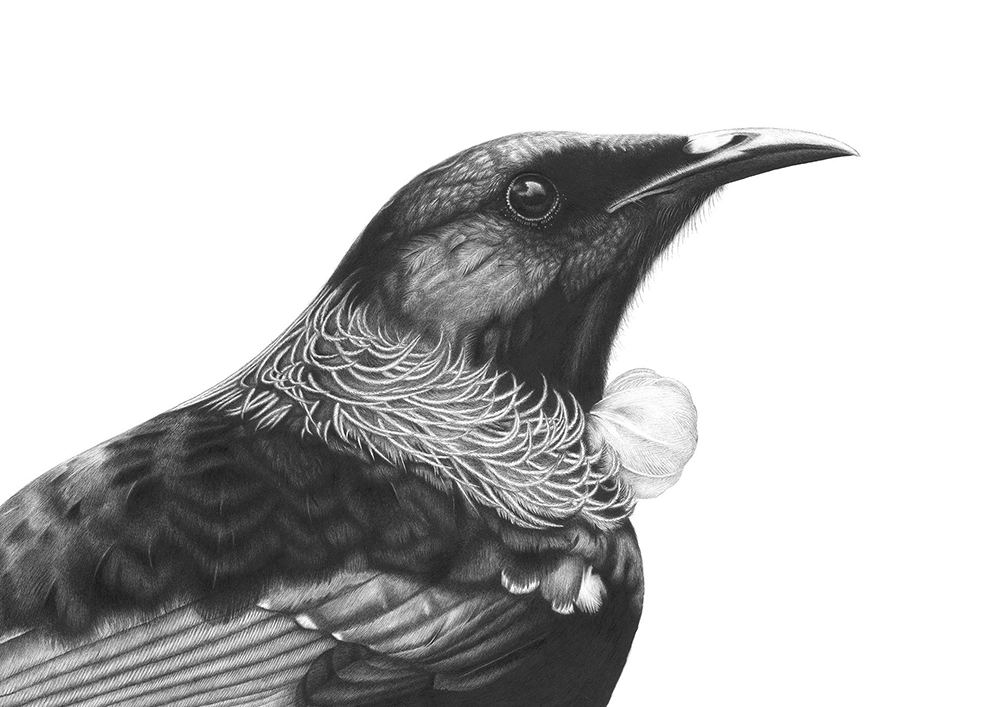 Majestic Me Tui Print of a handdrawing by Hannah Shand