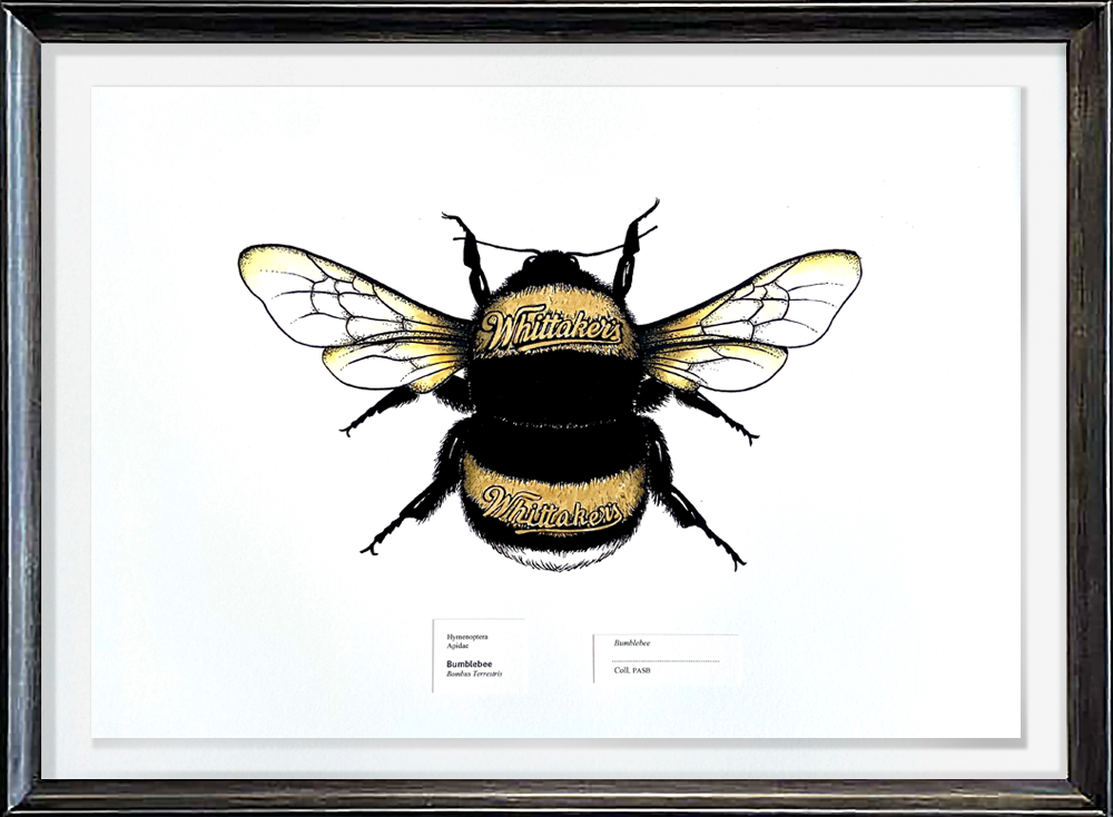 Bumble Bee Screenprint Philippa Bentley