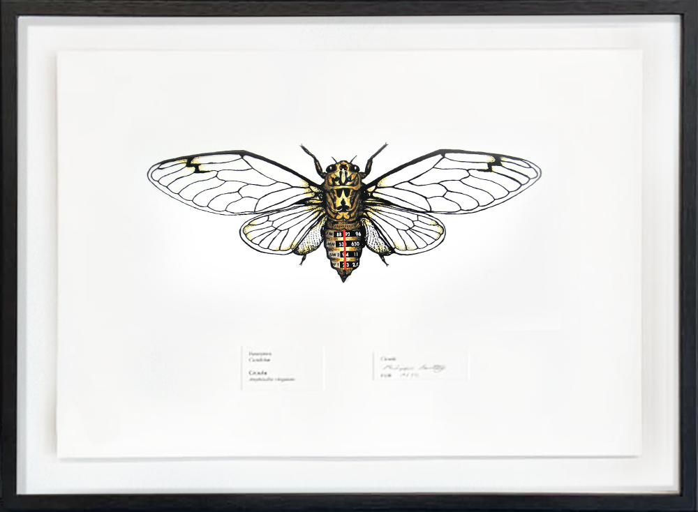 Cicada screenprint Philippa Bentley