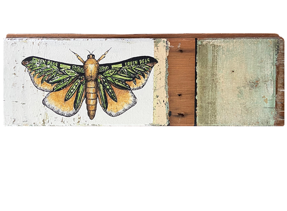 Puriri Moth on Houseboard Philippa Bentley