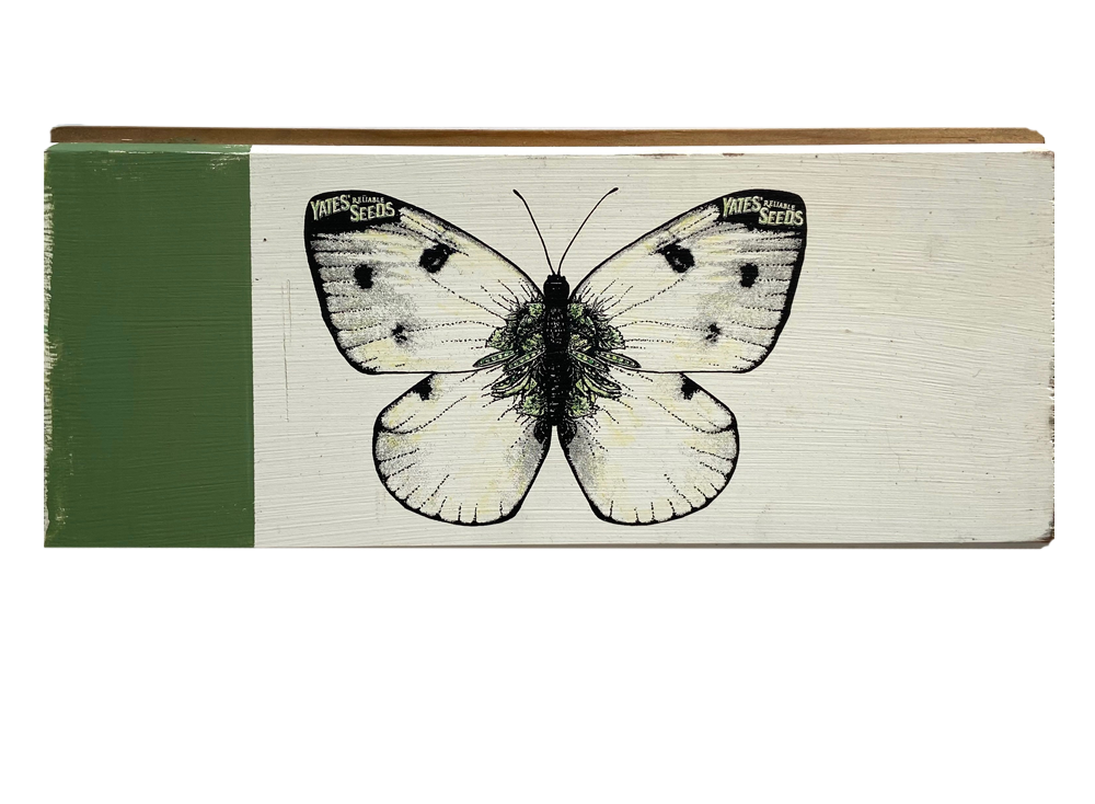 White Butterfly on House Board