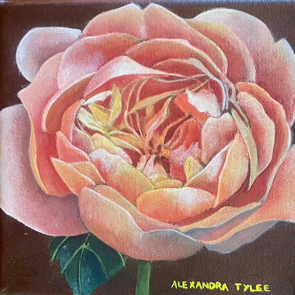 Alexandra Tylee | Tea Clipper, a David Austin Rose | Turua Tiny Show 2025 | Original Painting |Turua Gallery
