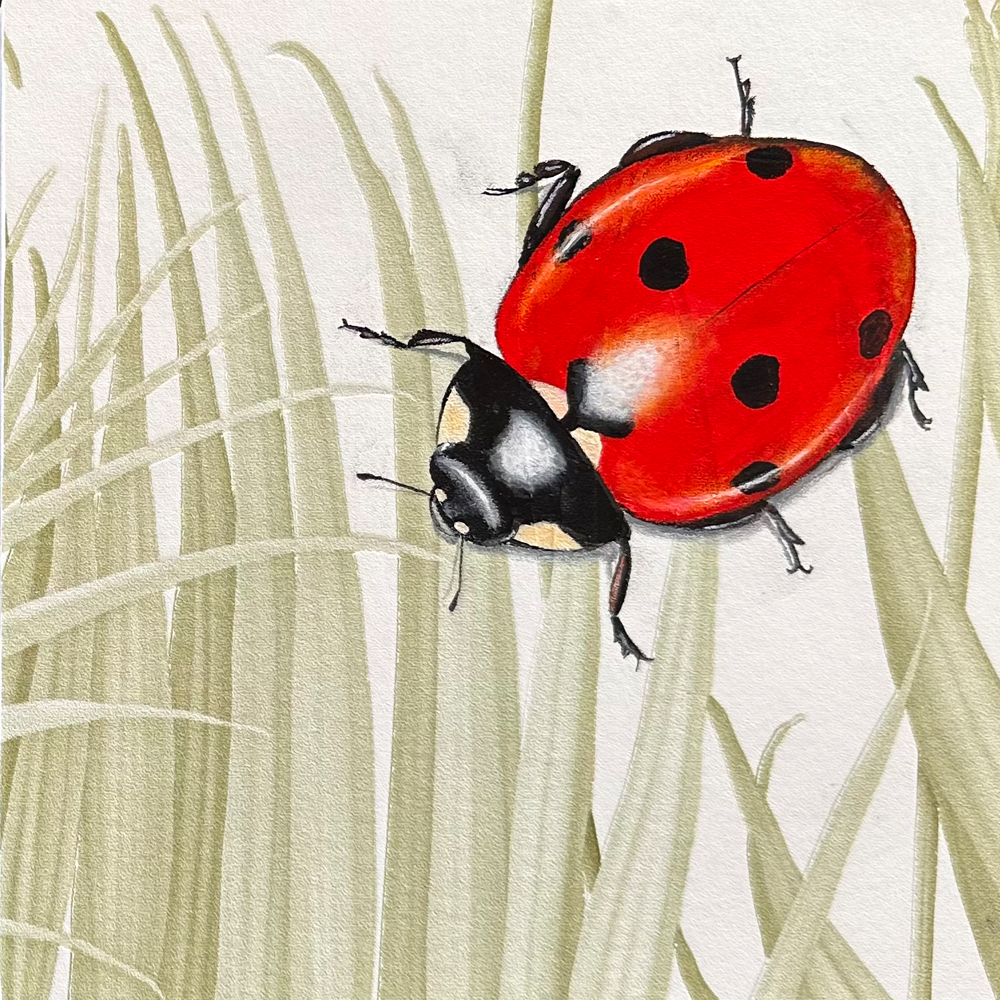 Summer Ladybug | Bec Robertson | original painting | Turua Tiny Show 2025