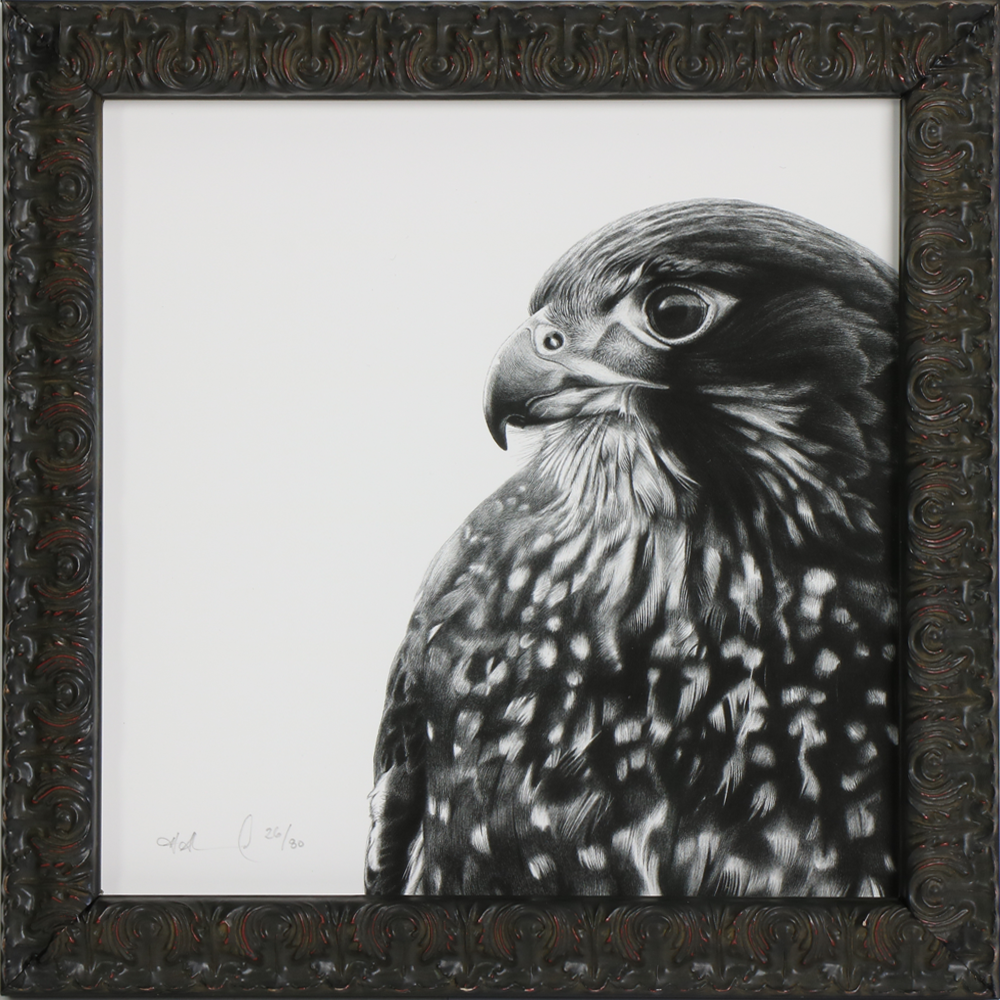 Turua Gallery | Turua Tiny Show 2025 | Fearless Falcon | Hannah Shand | Art Print