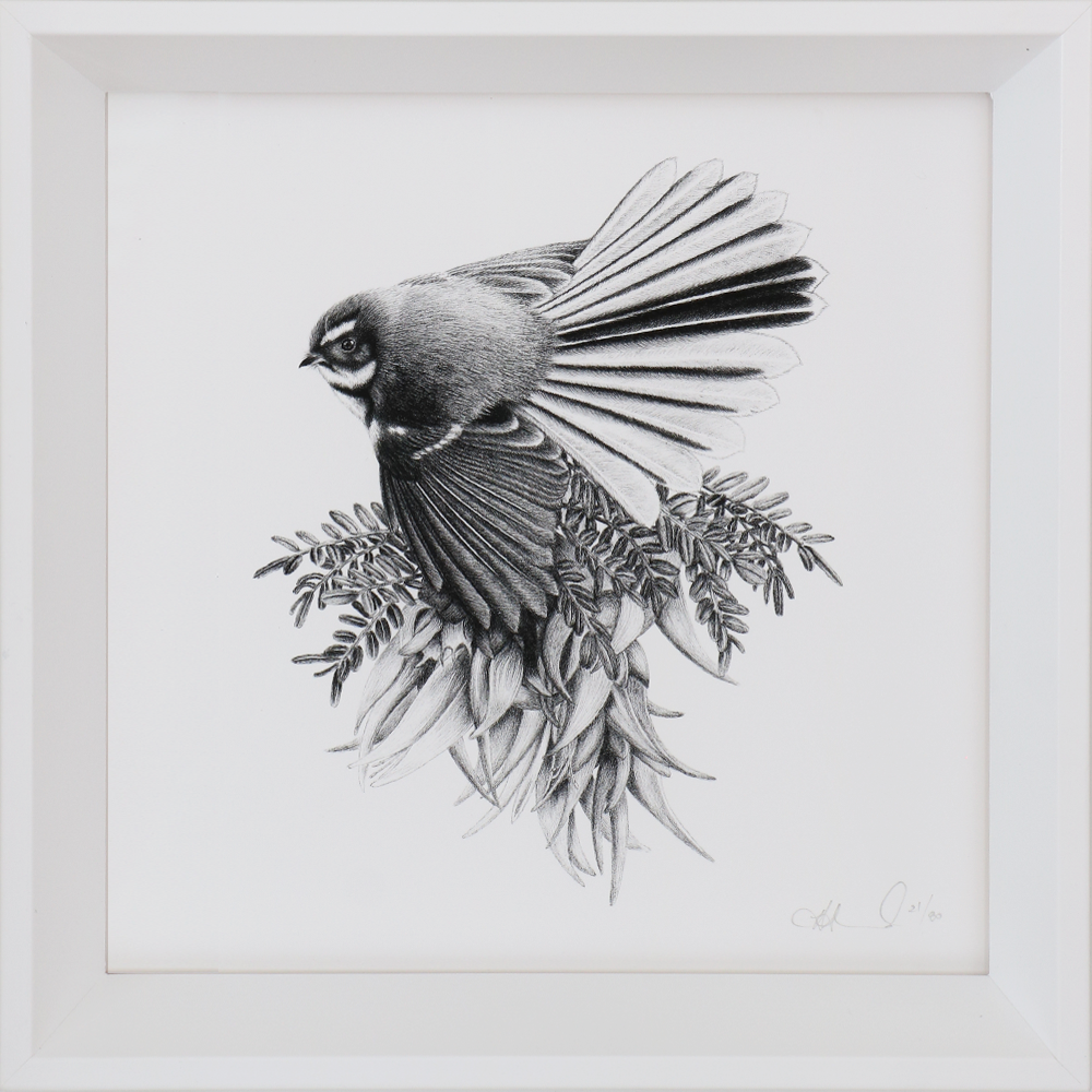 A Pretty Perch (Piwakawaka / Fantail) limited edition print framed with non reflective 70% UV protection glass, Hannah Shand