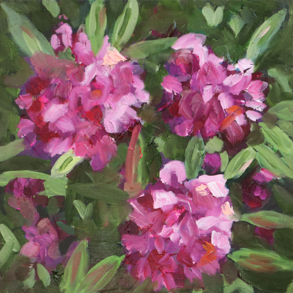 Pink Rhododendrons 1 | Painting | Harriet Millar | Turua Tiny Show 2024 