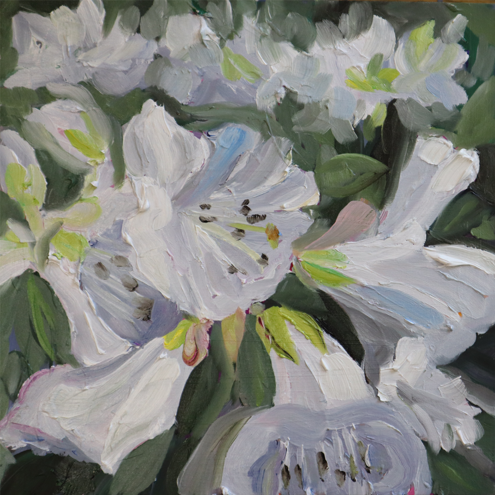 White Rhododendrons 1 | Painting | Harriet Millar | Turua Tiny Show 2024 