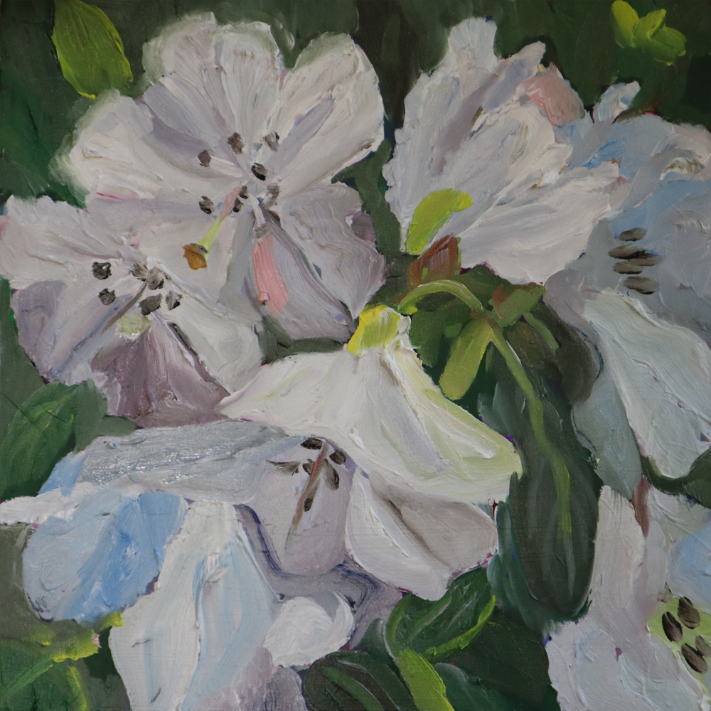 White Rhododendrons 2 | Painting | Harriet Millar | Turua Tiny Show 2024 