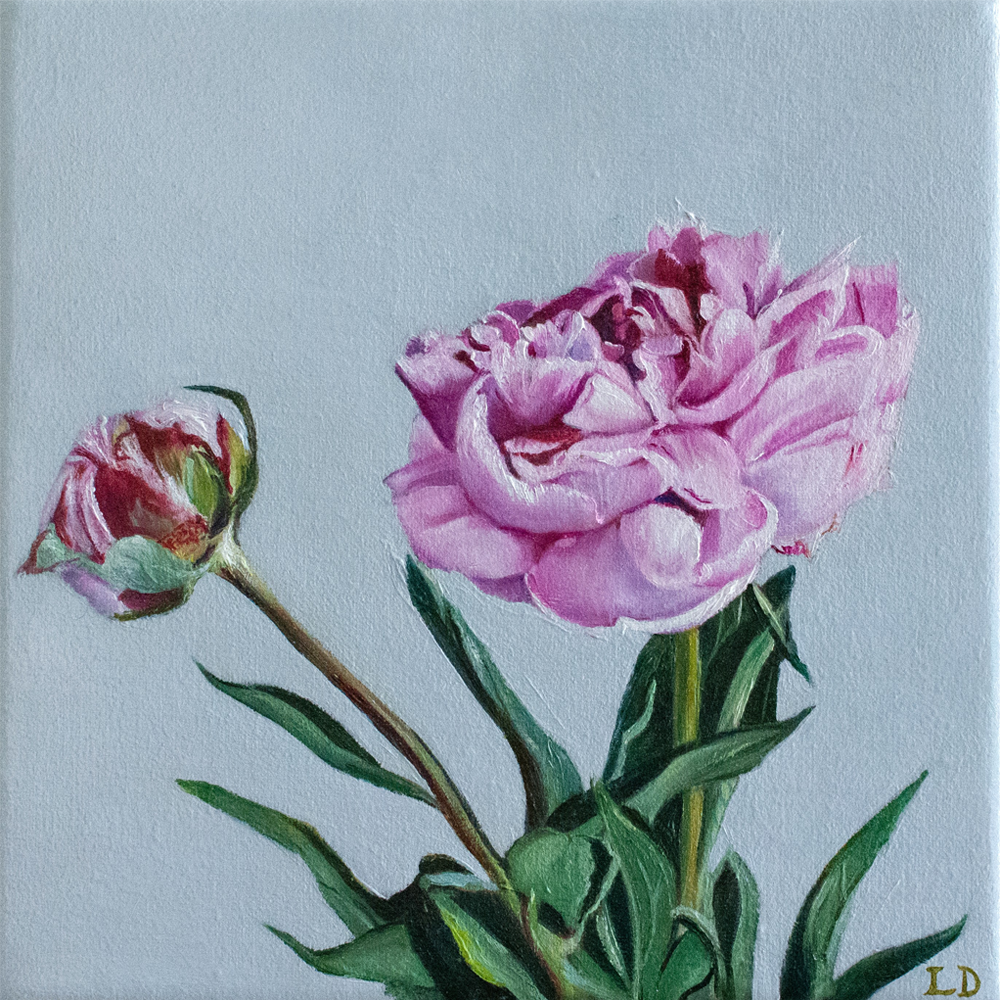 Peony study, Lee Dewsnap, Oil and acrylic on cotton canvas 