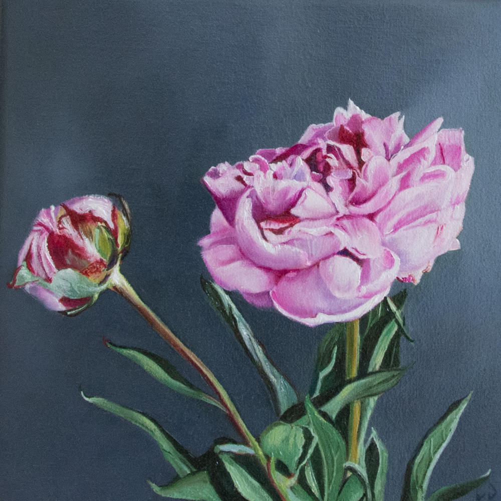 Peony Study | Painting | Lee Dewsnap | Turua Tiny Show 2024