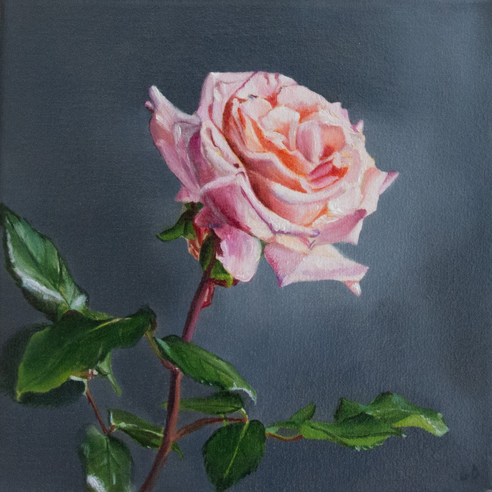 Rosa | Painting | Lee Dewsnap | Turua Tiny Show 2024