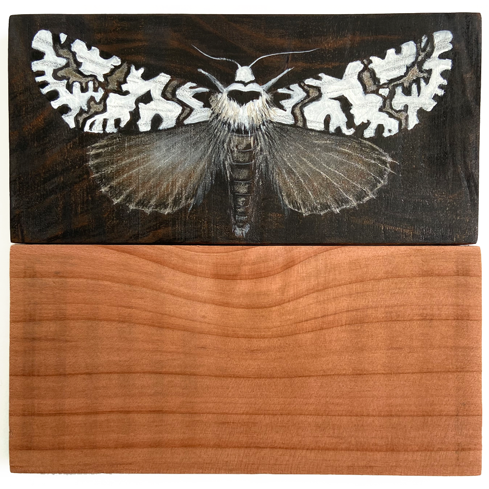 Lichen Moth, Night and Day | Painting | Philippa Bentley | Turua Tiny Show 2024