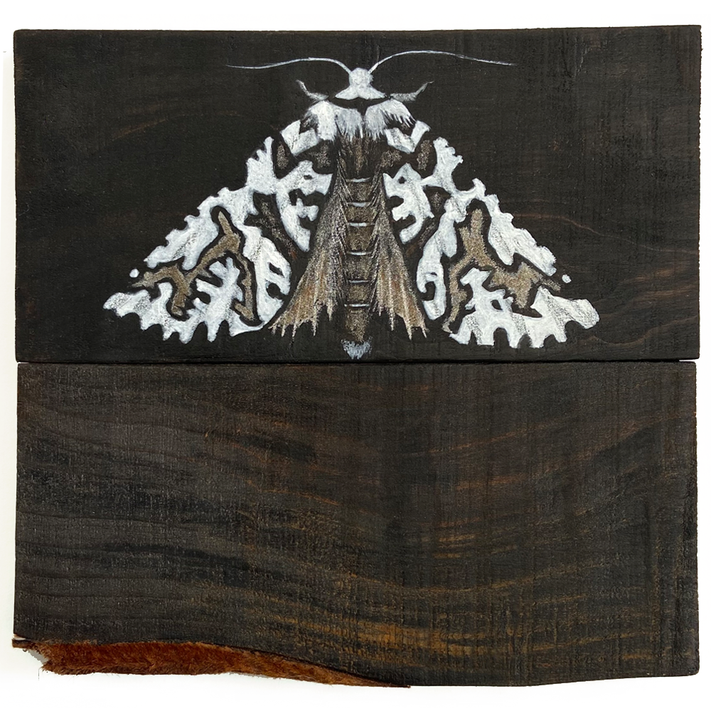 Lichen Moth | Painting | Philippa Bentley | Turua Tiny Show 2024