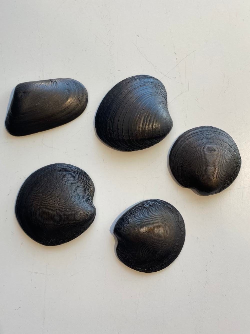 Beach Shells
