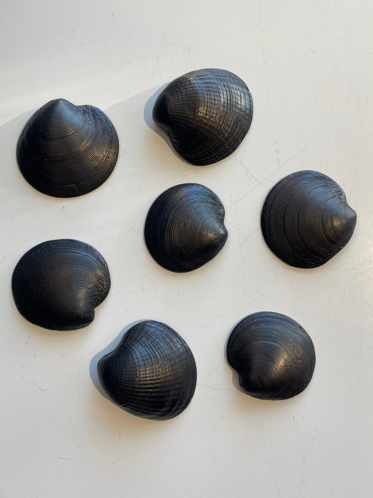 Beach Shells | Jay Lloyd | Hand Cast | Hand Finished Bronze | Turua Gallery