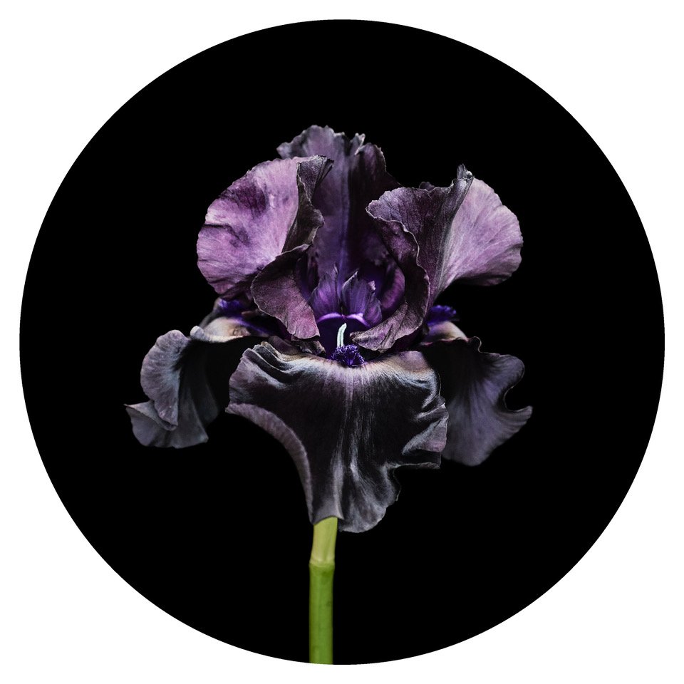 Black Iris Floral Print RoundsFloral Print Rounds | Helen Bankers