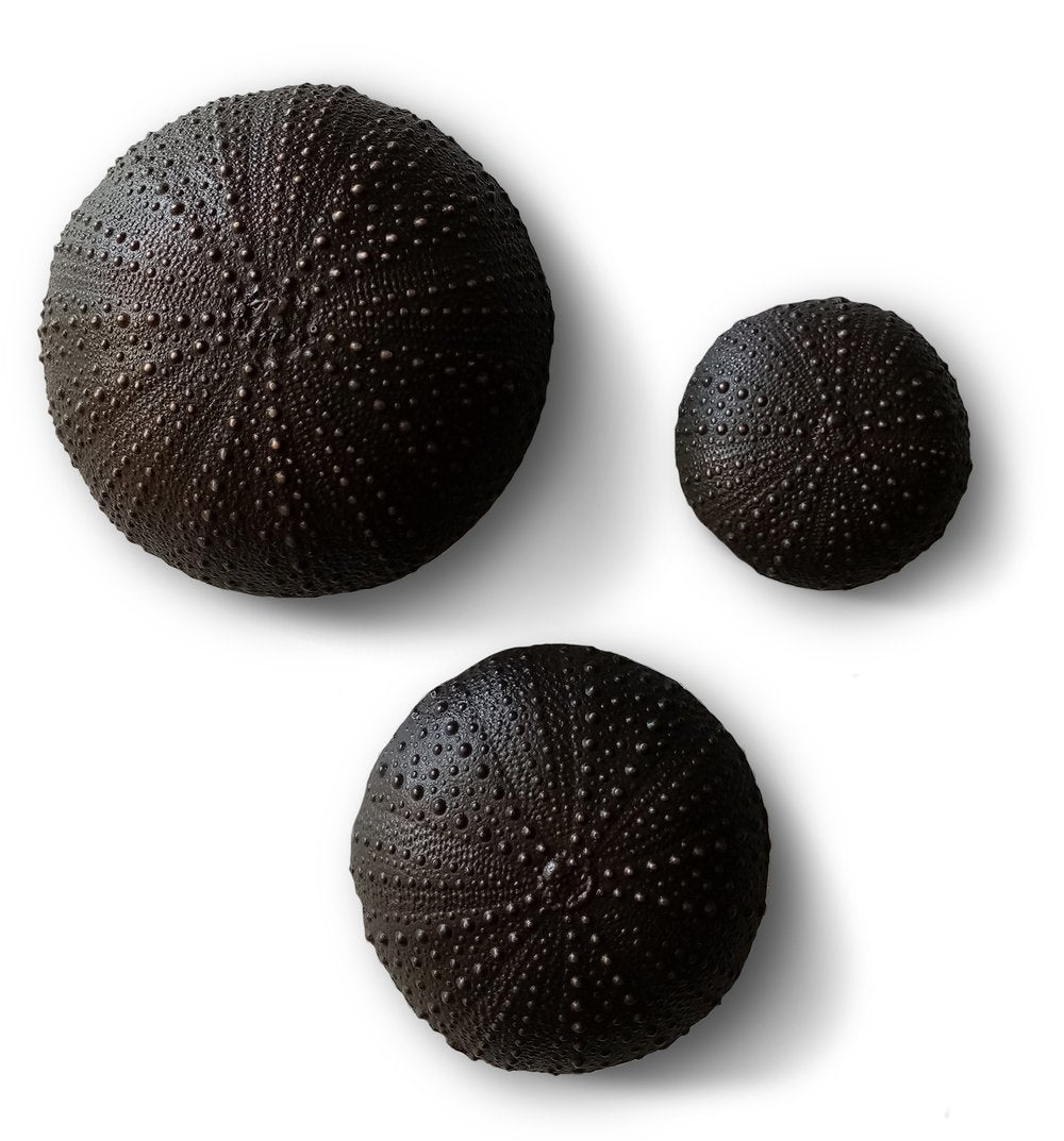 Bronze Kina | Jay Lloyd