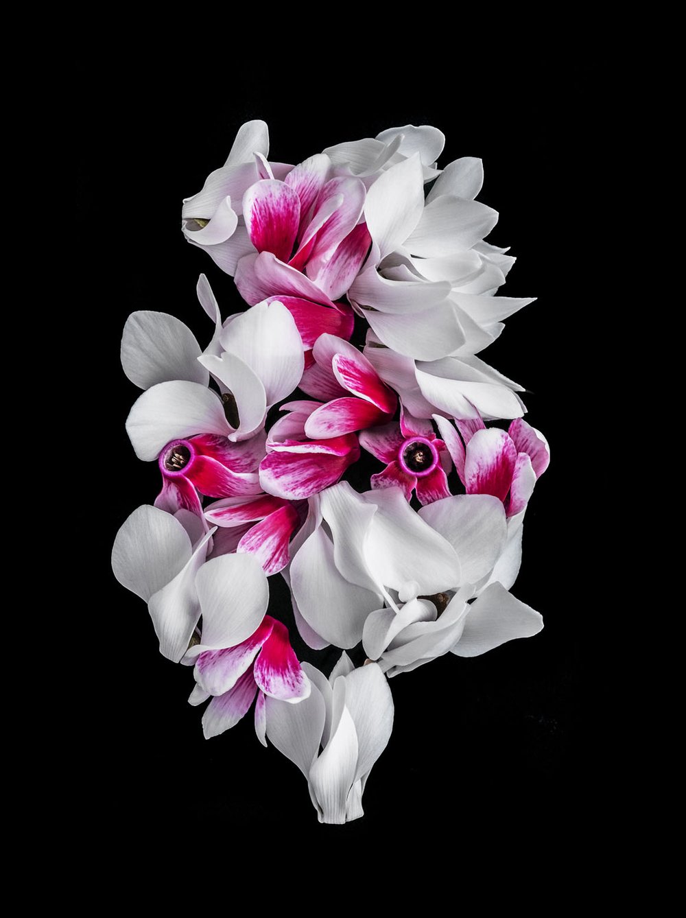 Cyclamen Sculpture | Helen Bankers