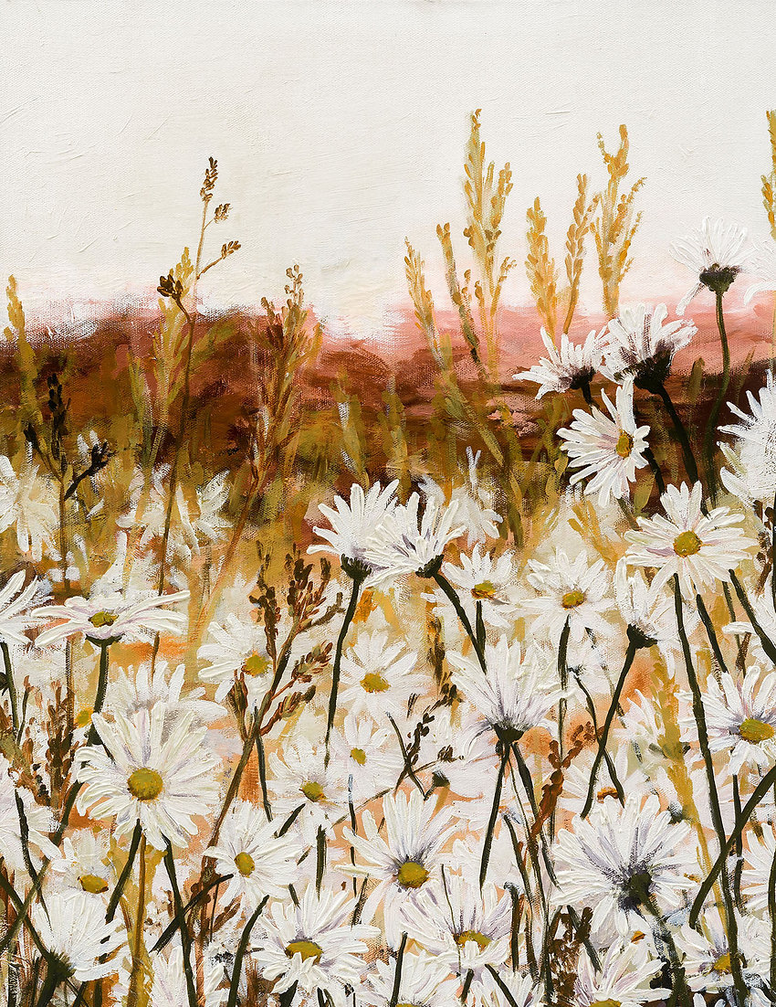 Daisies At Sunset | Rachael Mayne