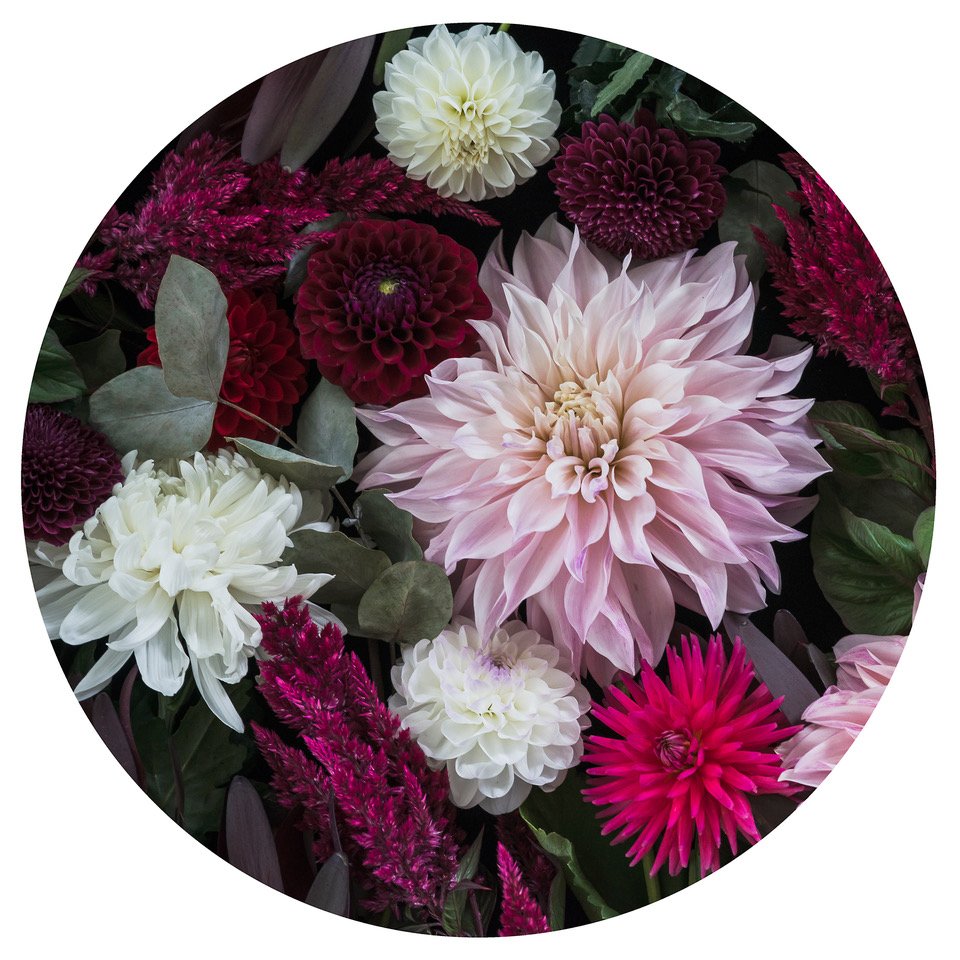 Dark Dahlia  Floral Print Rounds | Helen Bankers