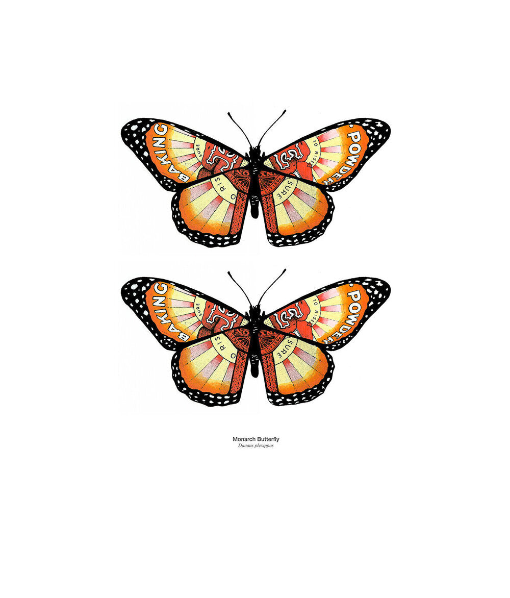 Double Monarch Butterfly | Philippa Bentley