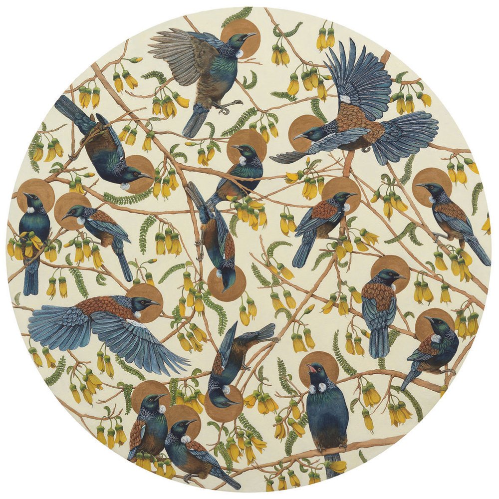 Halcyon Tui | Bec Robertson