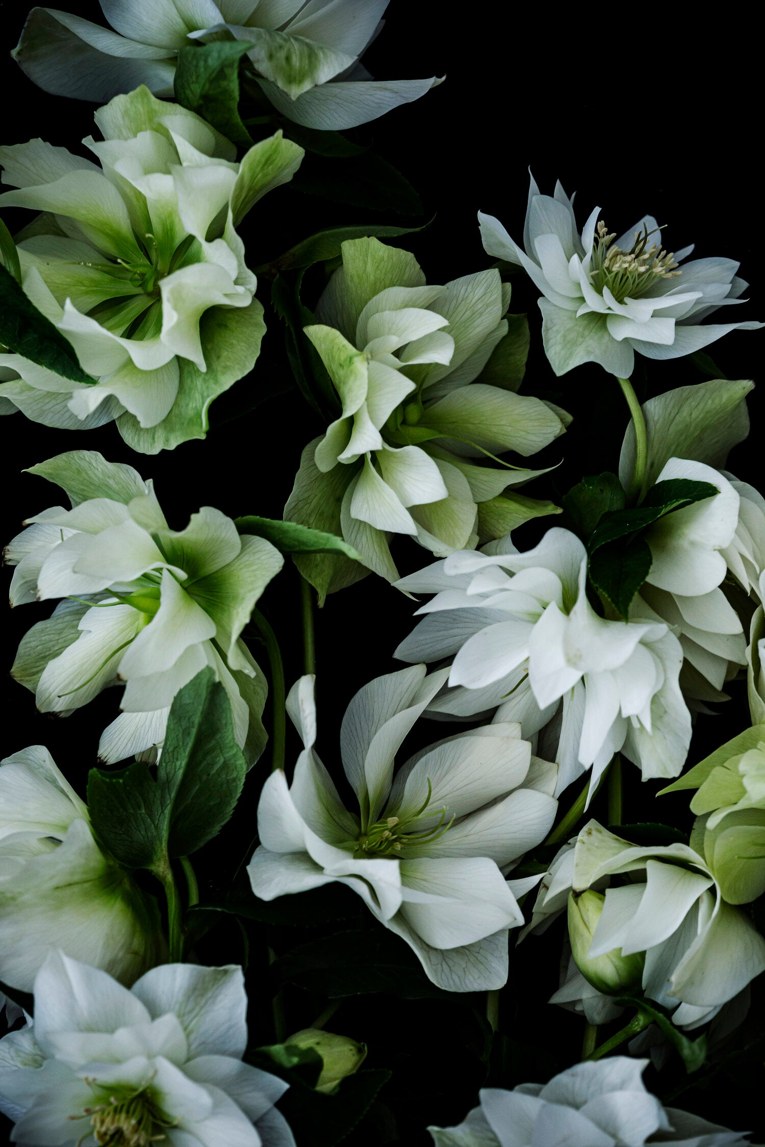 Helebores En Blanc | Helen Bankers