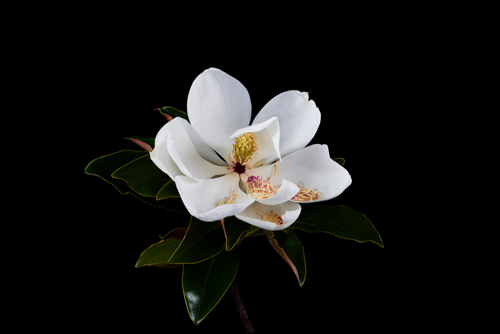 Magnolia | Helen Bankers