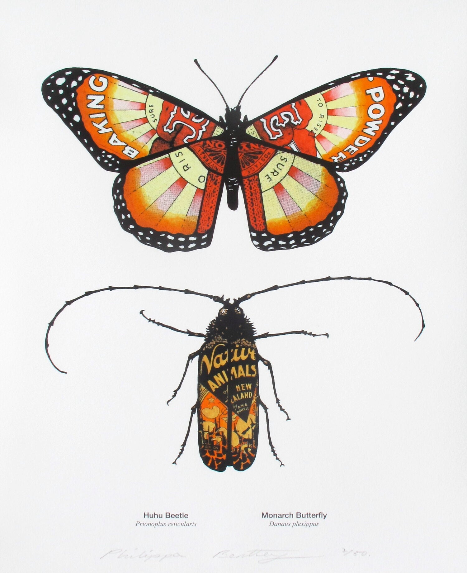 Monarch Butterfly & Huhu Beetle | Philippa Bentley