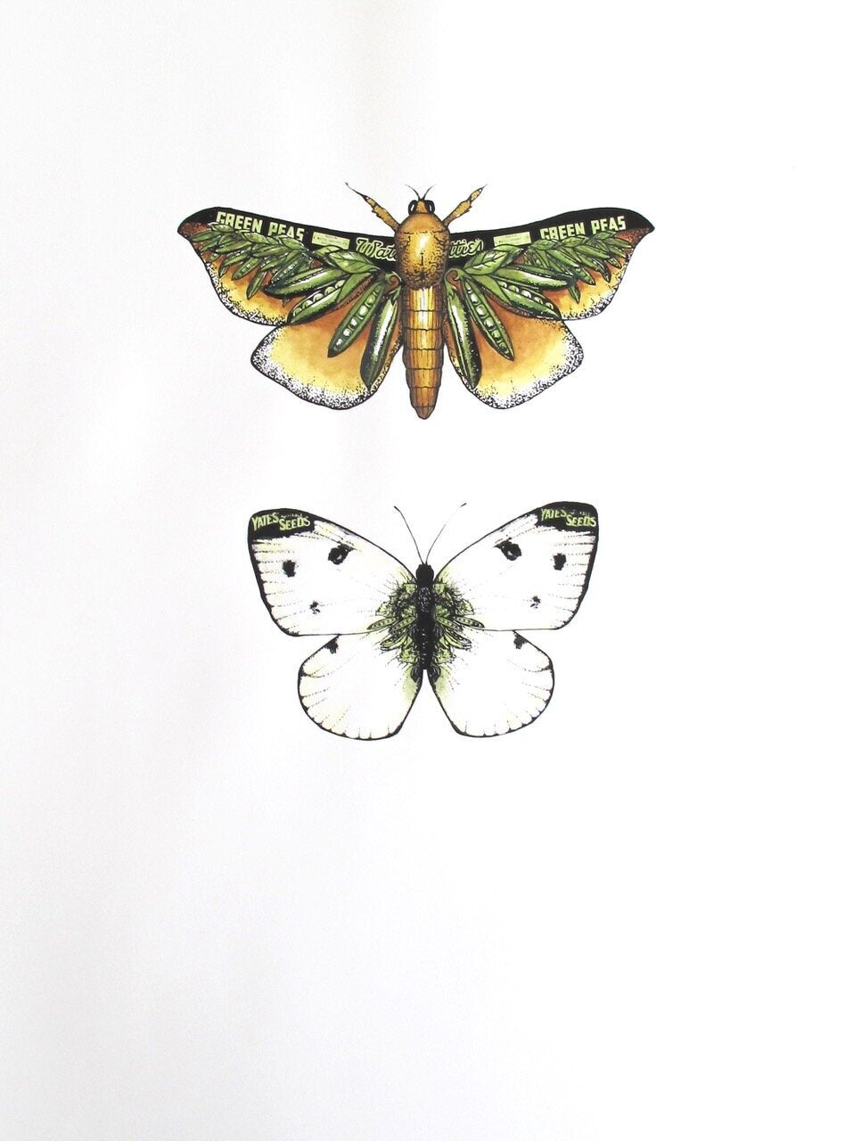 Puriri Moth &amp; White Butterfly | Philippa Bentley