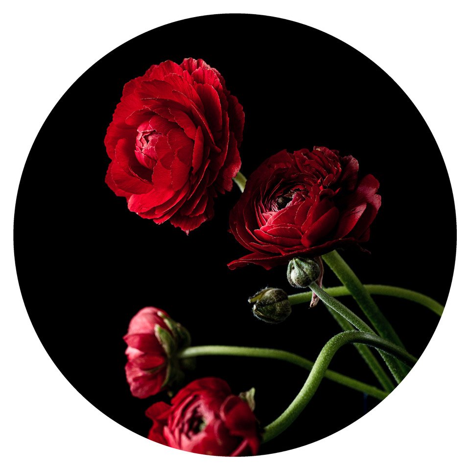 Red, Rouge, Rood  Floral Print Rounds | Helen Bankers